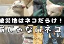 被災地はネコだらけ！猫じゃないネコってなんだ